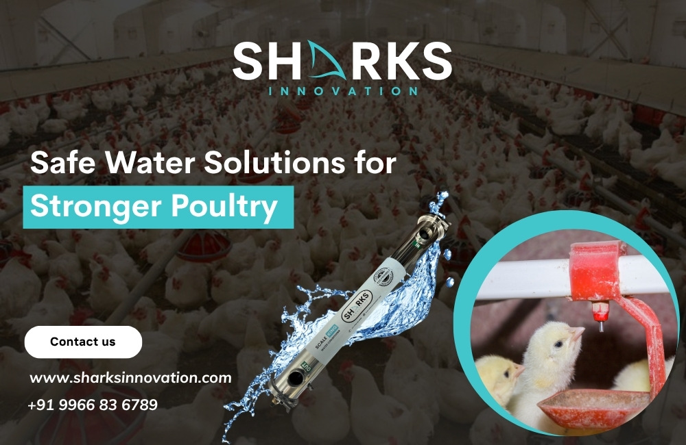 Protect Your Flock: Best Water Treatment Practices for Poultry Farms in Hyderabad